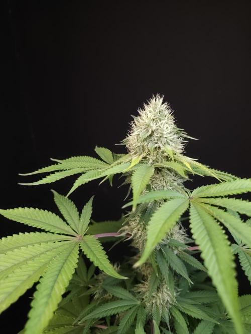 Test 605.  2. Week 6