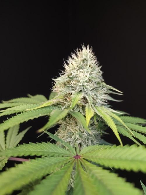 Test 605.  2. Week 6