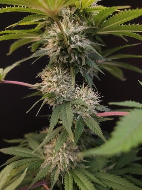 Test 605.  2. Week 6