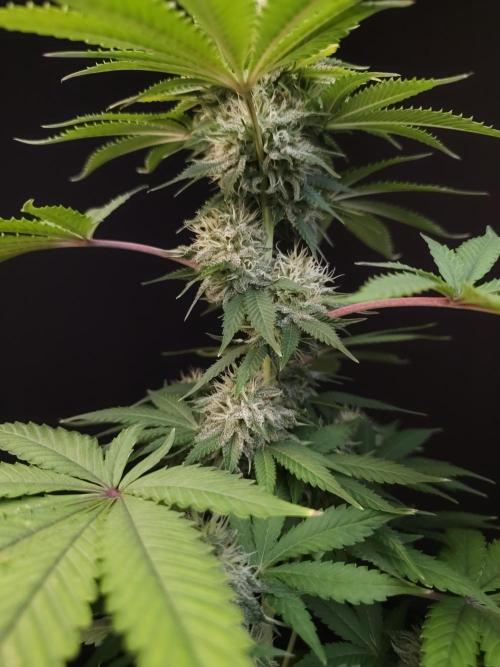 Test 605.  2. Week 6