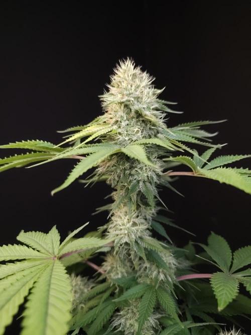 Test 605.  2. Week 6