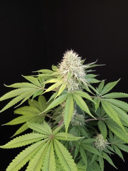 Test 605.  2. Week 6