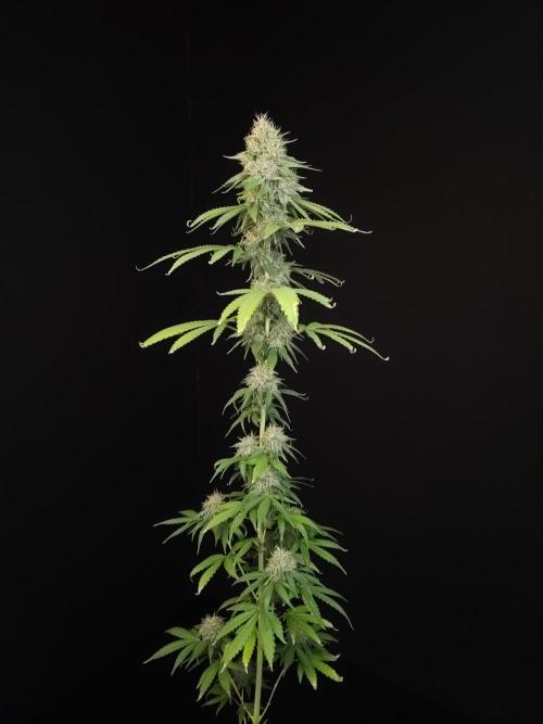 Test 10x51.  2. Week 6