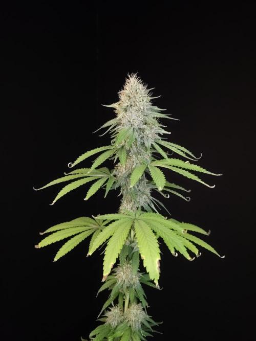 Test 10x51.  2. Week 6