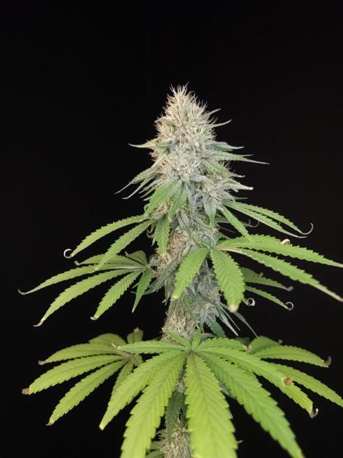 Test 10x51.  2. Week 6