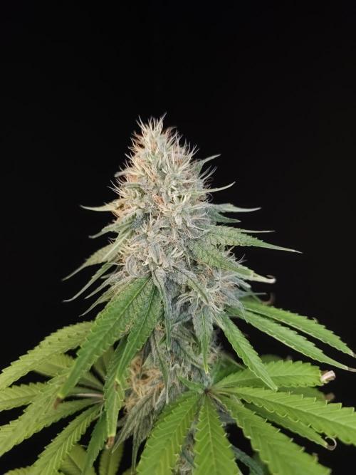 Test 10x51.  2. Week 6