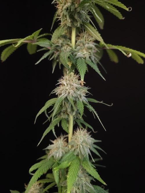 Test 10x51.  2. Week 6