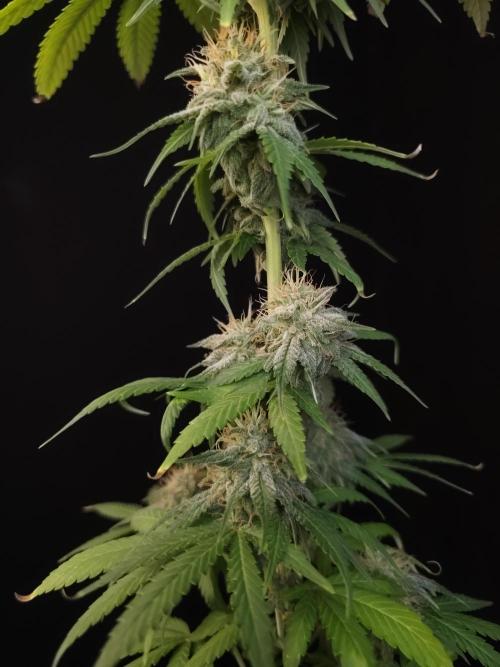 Test 10x51.  2. Week 6