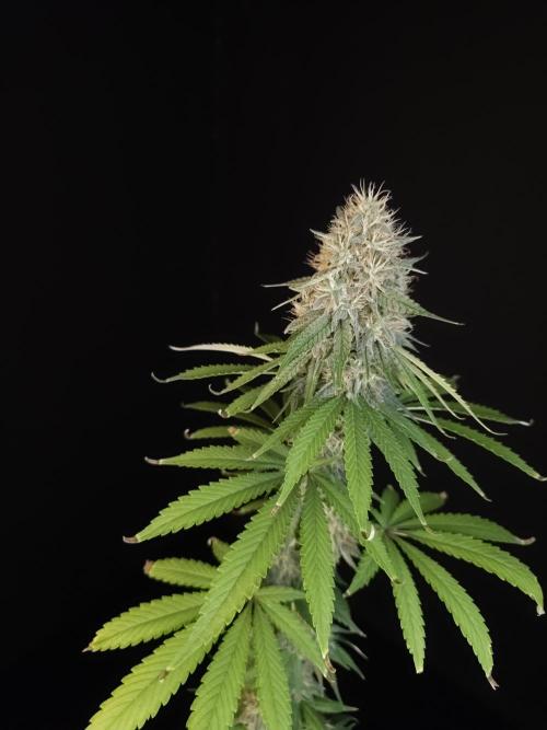 Test 10x51.  2. Week 6