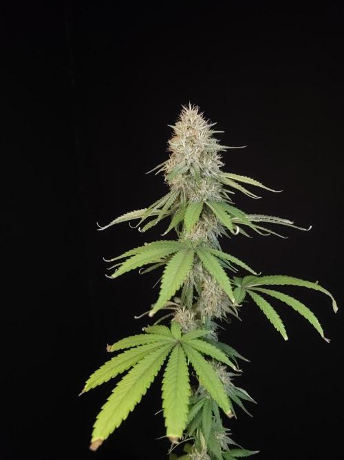 Test 10x51.  2. Week 6