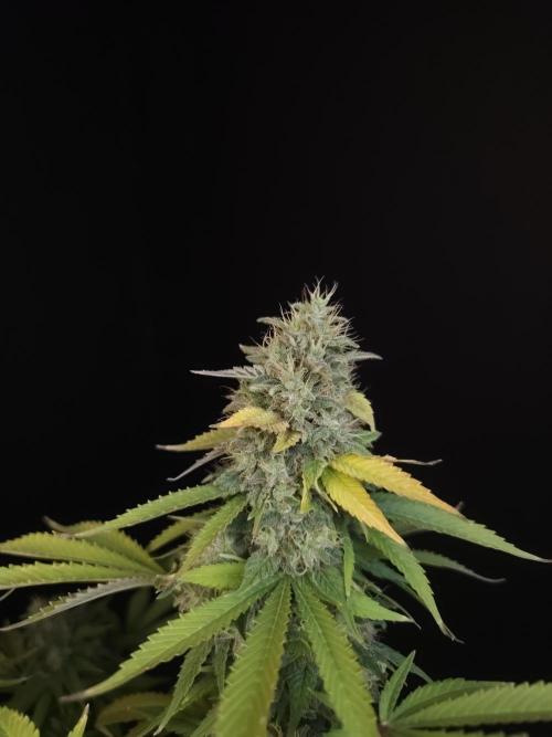 Test 604. Week 14