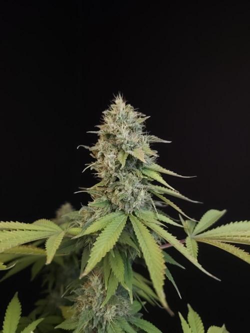 Test 604. Week 14