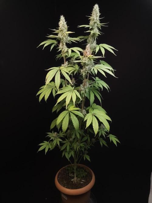 Test 10x51. Week 14