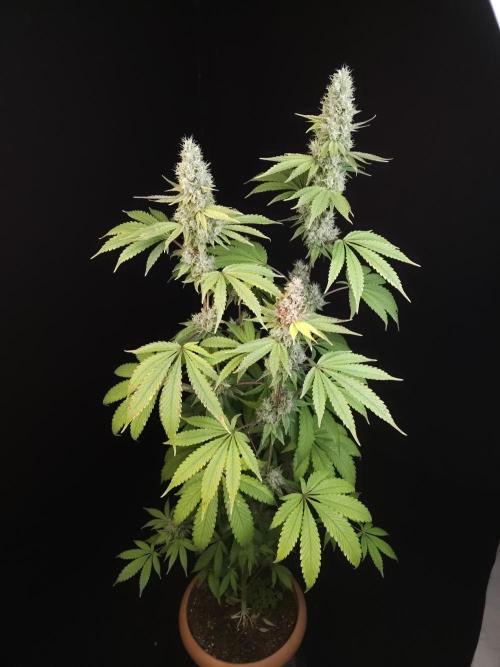 Test 10x51. Week 14