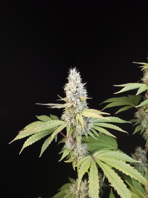 Test 10x51. Week 14