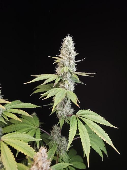 Test 10x51. Week 14