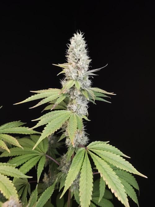Test 10x51. Week 14
