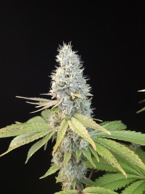 Test 10x51. Week 14