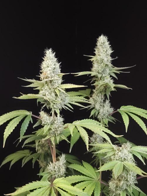 Test 10x51. Week 14