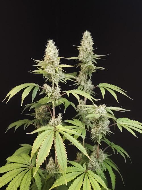 Test 10x51. Week 14