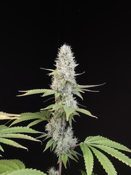 Test 10x51. Week 14