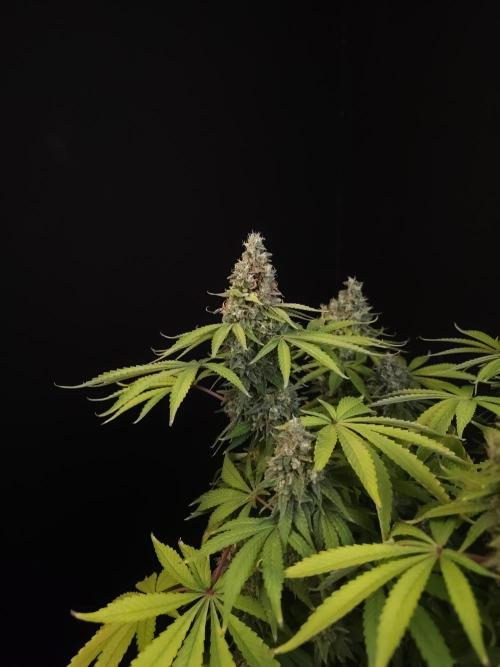 Test 92. Week 14