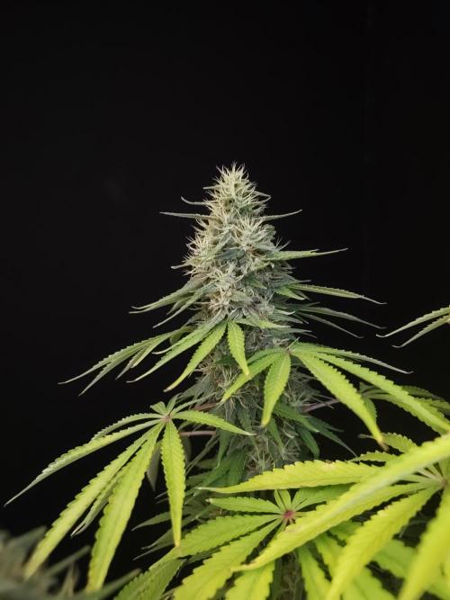 Test 93. Week 14
