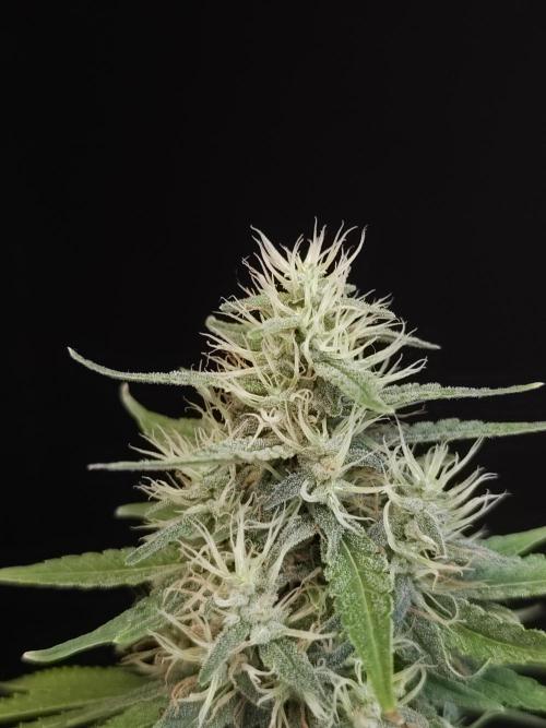 Test 93. Week 14