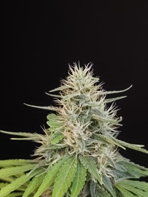 Test 93. Week 14
