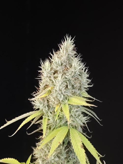 Test 92  2. Week 7