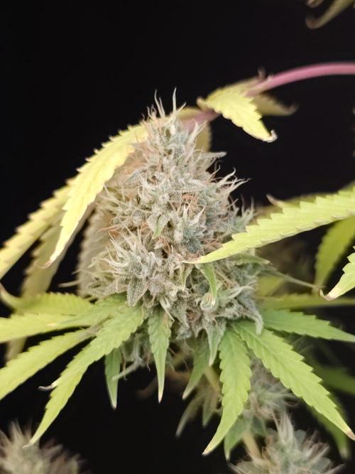 Test 92  2. Week 7