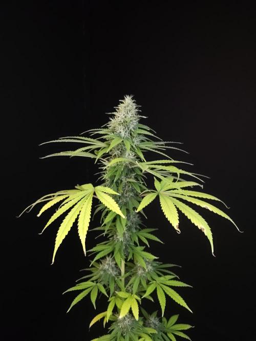 Test 93  2. Week 7