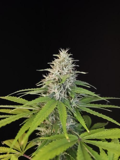 Test 93  2. Week 7
