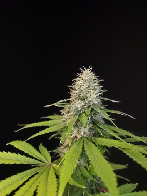 Test 93  2. Week 7