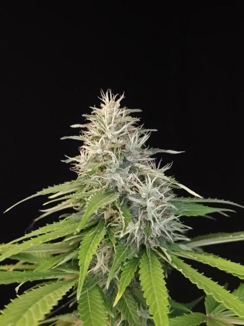Test 93  2. Week 7