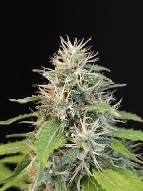 Test 93  2. Week 7
