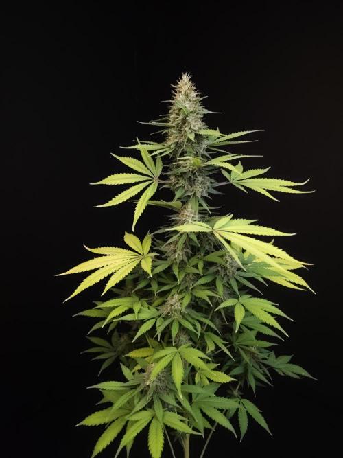 Test 604.  2. Week 7