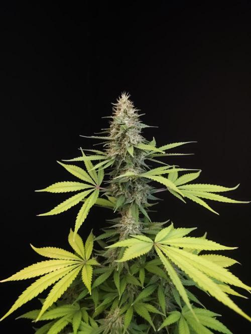 Test 604.  2. Week 7