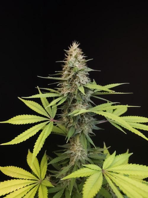 Test 604.  2. Week 7