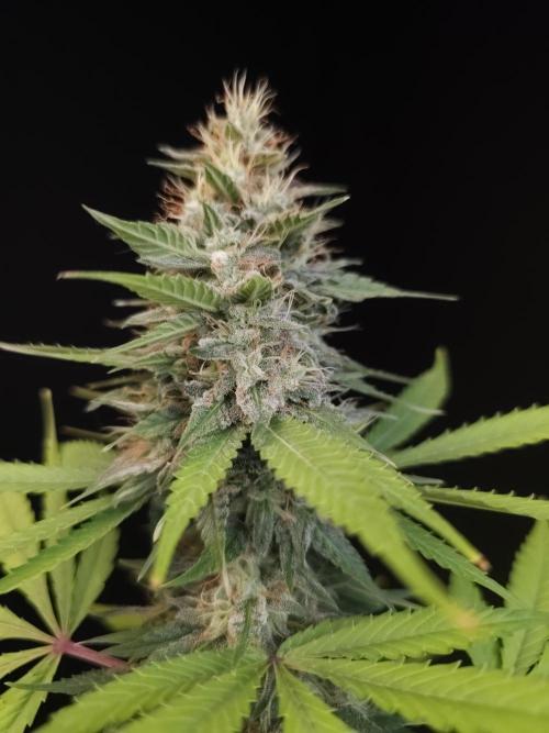 Test 604.  2. Week 7