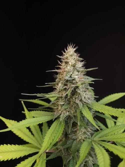 Test 604.  2. Week 7