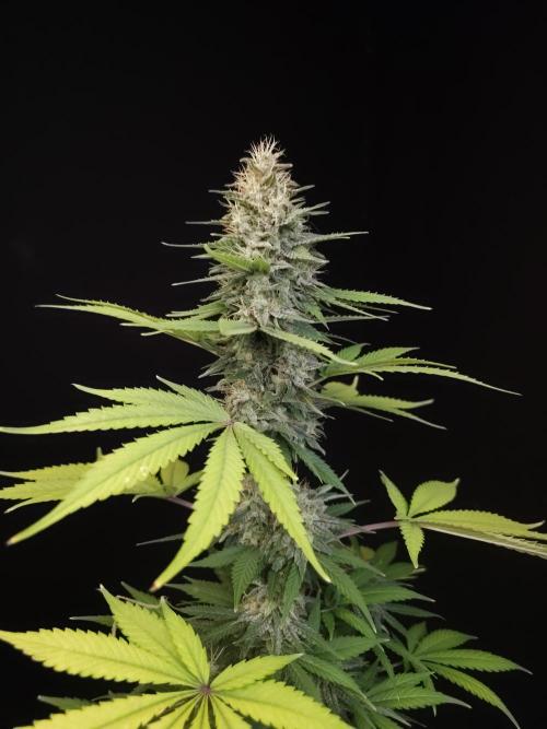 Test 604.  2. Week 7