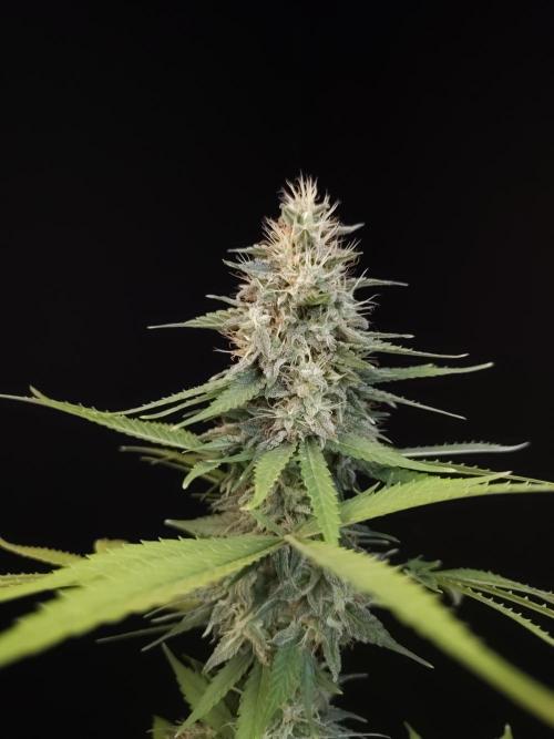 Test 604.  2. Week 7