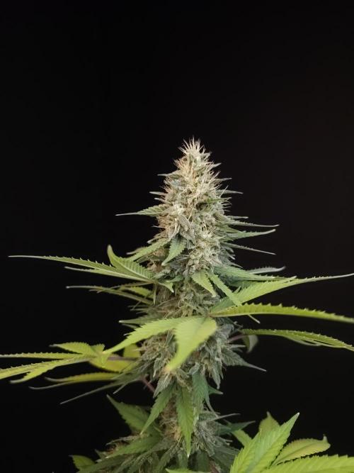 Test 604.  2. Week 7