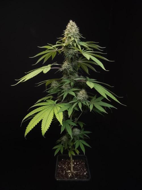 Test 605.  2. Week 7