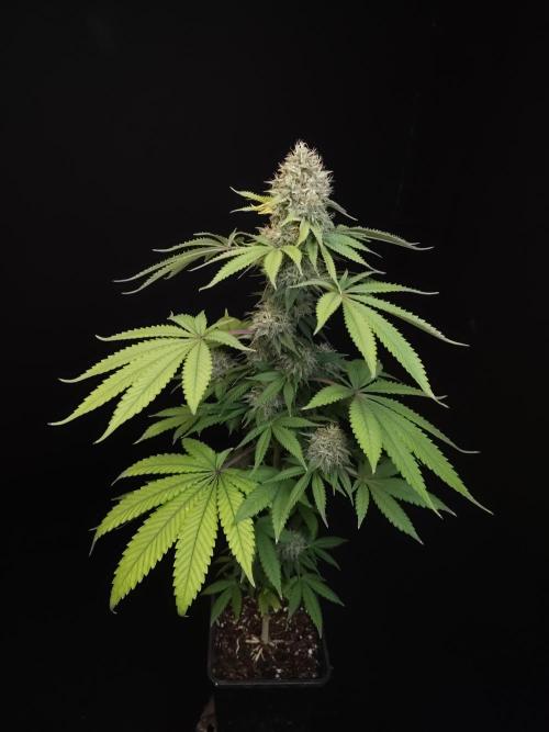 Test 605.  2. Week 7