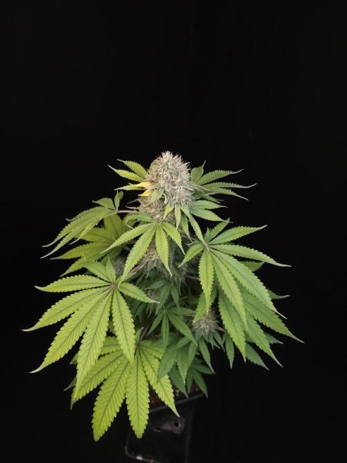 Test 605.  2. Week 7
