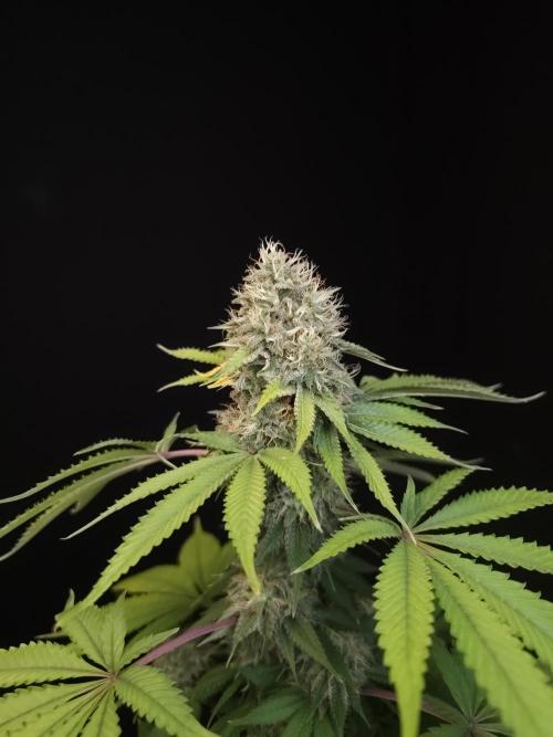 Test 605.  2. Week 7