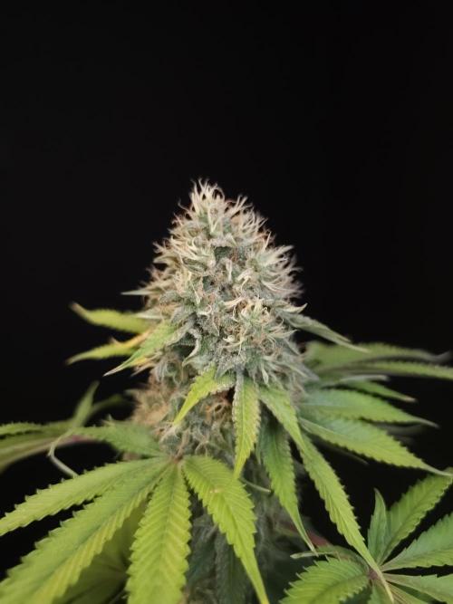 Test 605.  2. Week 7