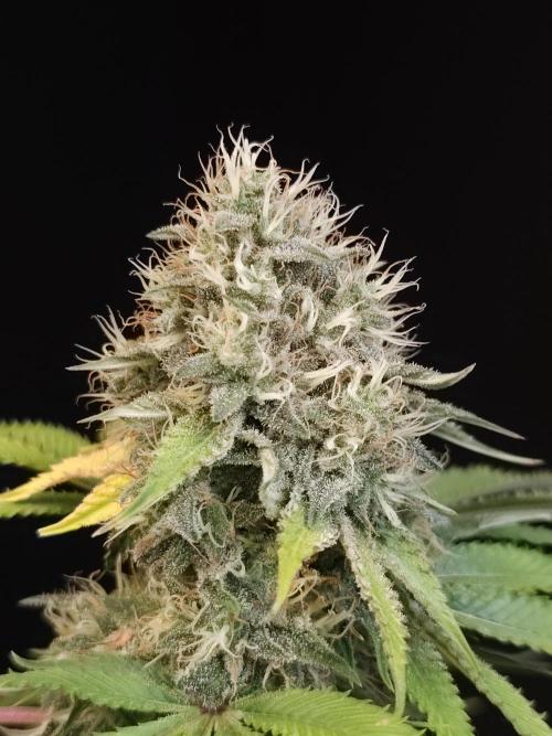 Test 605.  2. Week 7